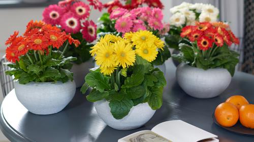 Lợi Ích Của Việc Tặng Hoa Tươi Thường Xuyên Lợi Ích Của Việc Tặng Hoa Tươi Thường Xuyên