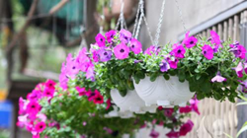 Flower365 Chia Sẻ: Tặng Bao Nhiêu Hoa Hồng Ý Nghĩa Nhất Flower365 Chia Sẻ: Tặng Bao Nhiêu Hoa Hồng Ý Nghĩa Nhất