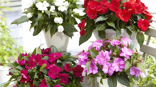 Flower365 Chia Sẻ: Những Lưu Ý Khi Bạn Cần Mua Vòng Hoa Chia Buồn Flower365 Chia Sẻ: Những Lưu Ý Khi Bạn Cần Mua Vòng Hoa Chia Buồn