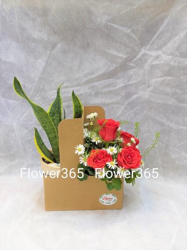 Hoa Túi Giấy Xách Tay Hồng Đỏ+1C Lưỡi Hổ Trồng Đất Để Bàn Làm Việc (32X26)